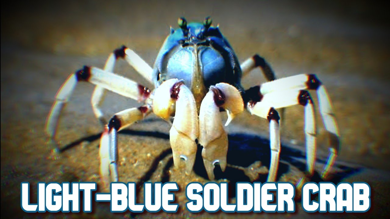 Light Blue Soldier Crabs 앞으로 전진하는 귀여운 호주 하늘색 병정 게 可愛い 水色の兵隊カニ  オーストラリア Australia