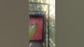 Terapi air (Zosterops flavus) cocok buat pleci bahan