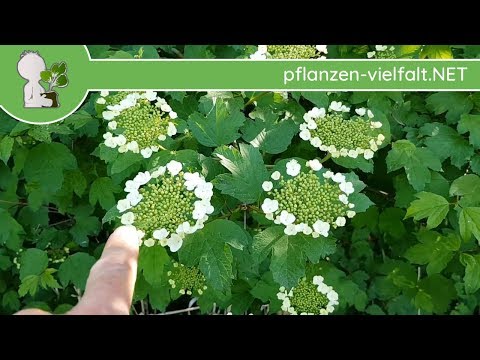 Video: Sind Viburnum-Blüten essbar?