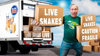 I Have To Move 500 Ball Pythons in 24 hours!