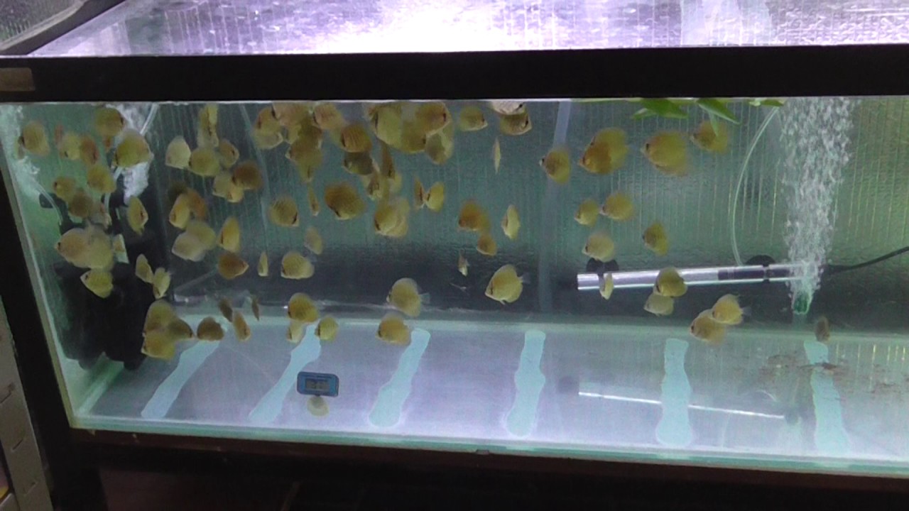 New Shed Layout & New Discus Fry - YouTube