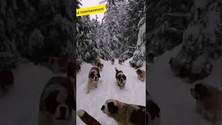 Dogs Very Nice Video And Sound   -Comedy    