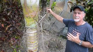 Rare Palm! - Dypsis prestoniana