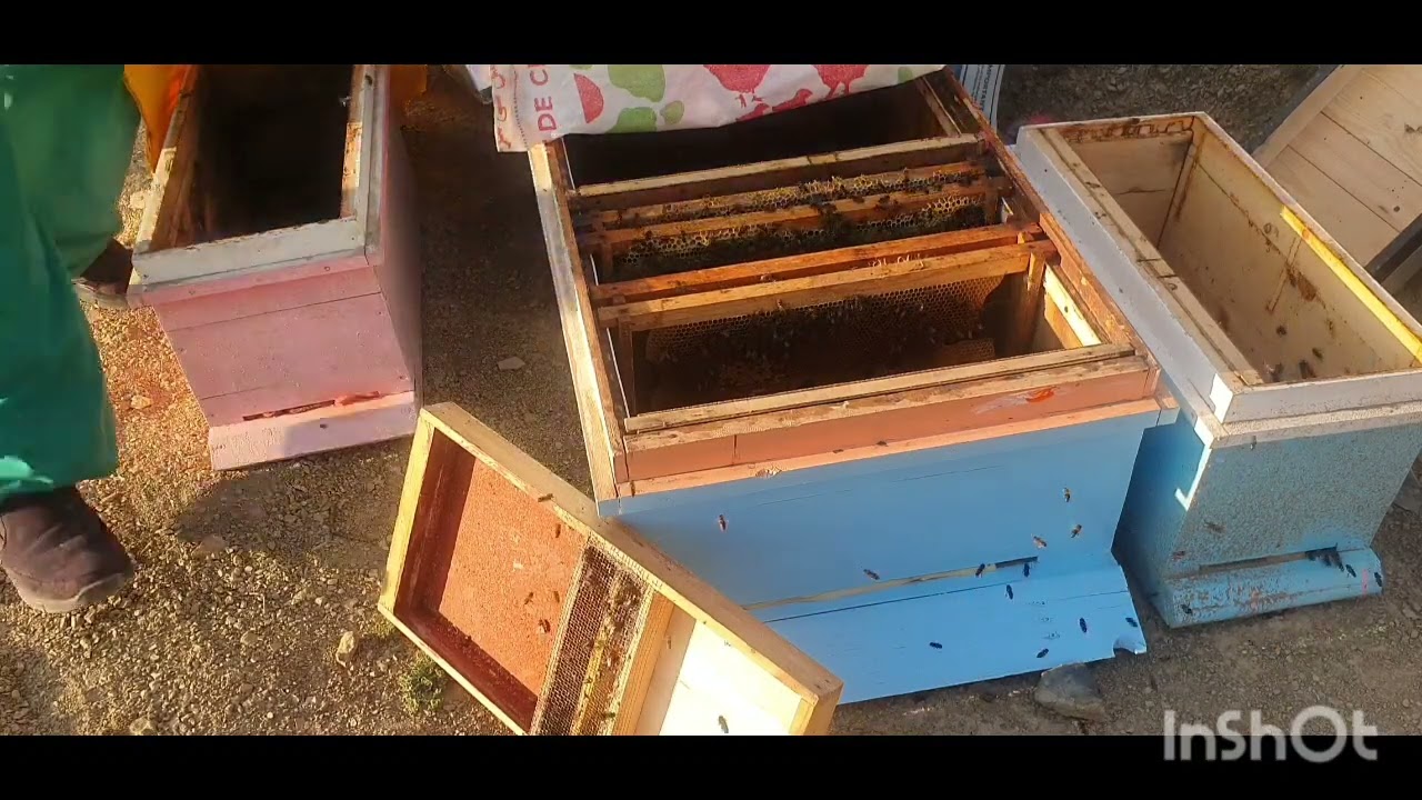 تربية النحل على الطريق الصحيح (الجزء الاول)