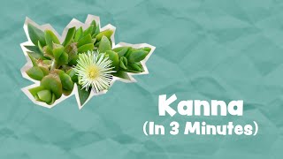 'Natural MDMA' ? | Kanna Explained In 3 Minutes