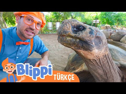 Blippi Bir Hayvanat Bahçesini Keşfediyor | Blippi Türkçe - Çocuklar için Eğitici Videolar