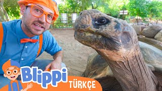 Blippi Bir Hayvanat Bahçesini Keşfediyor | Blippi Türkçe  Çocuklar için Eğitici Videolar