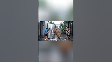 Capy cùng anh giúp bà lau tủ lạnh và cái kết #capybara
