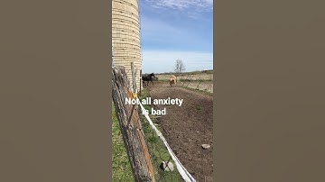 When a high head is not a bad thing -  learn how to read your horse’s body language