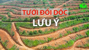 LƯU Ý QUAN TRỌNG KHI LÀM HỆ THỐNG BÉC TƯỚI SẦU RIÊNG ĐỒI DỐC