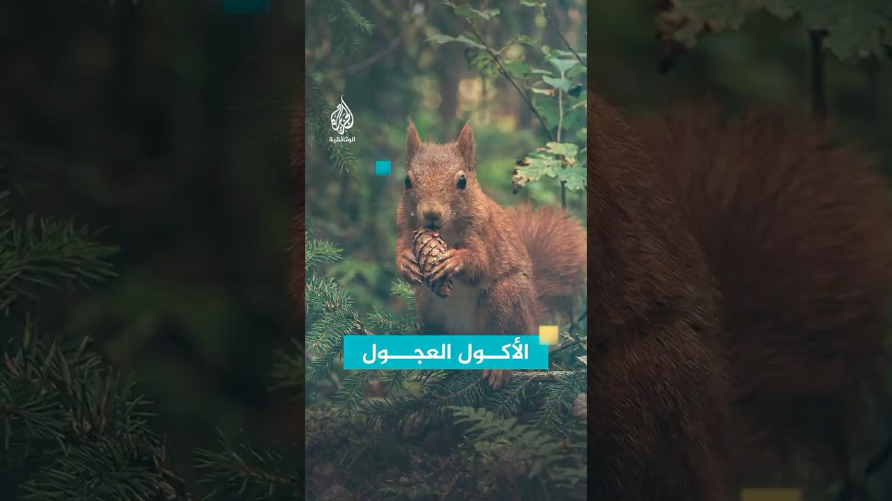 لماذا يأكل السنجاب بهذه السرعة؟