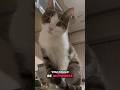 You Could Be рџ Catshorts You Could Be рџ Catshorts