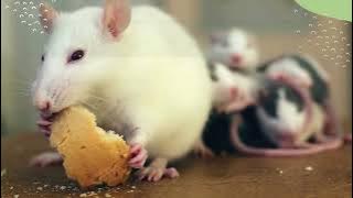 Racun Tikus Terbaik Yang Membunuh Tanpa Bau 1