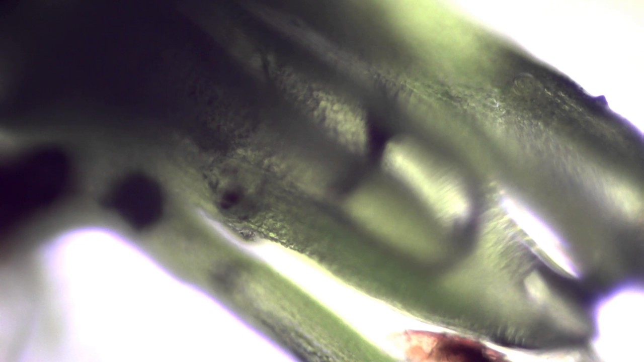 tardigrade on moss 02