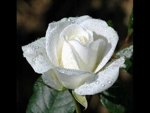 Aleksas Lemanas - Balta rože.wmv