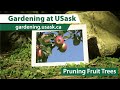 Fruit tree pruning