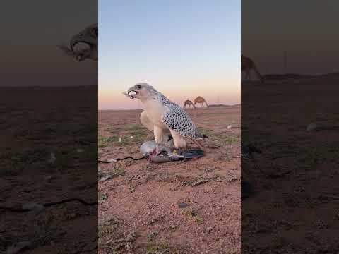 اكسبلور قصيد  شعر  تصويري  ترند تيك توك  تيك توك