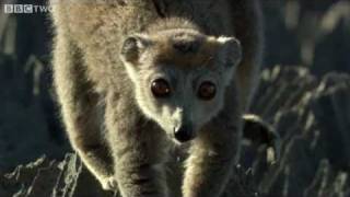 Cute Lemurs Cross RazorSharp Cliffs  Madagascar, Preview  BBC Two