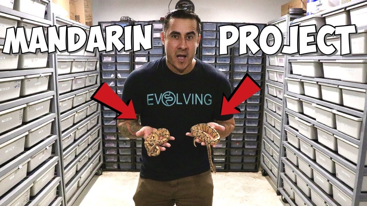 EPIC ORANGE SNAKES !