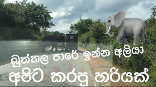 අම්මෝ අලියා අපිට කරපු වැඩේ | ඔයත් මෙතනින් ගියාද | Elephant attacked buttala