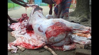 Cow qurbani in village | Full ox cutting and process | Amazing cow cutting skill