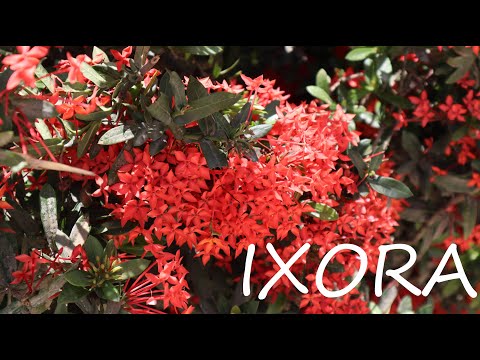 Video: Guía de poda de Ixora: cómo y cuándo debo podar mi Ixora