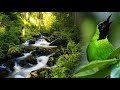 Audio Burung Cucak Ijo Terbaru Dengan Gemericik Air Mp3 - Mp4 Download