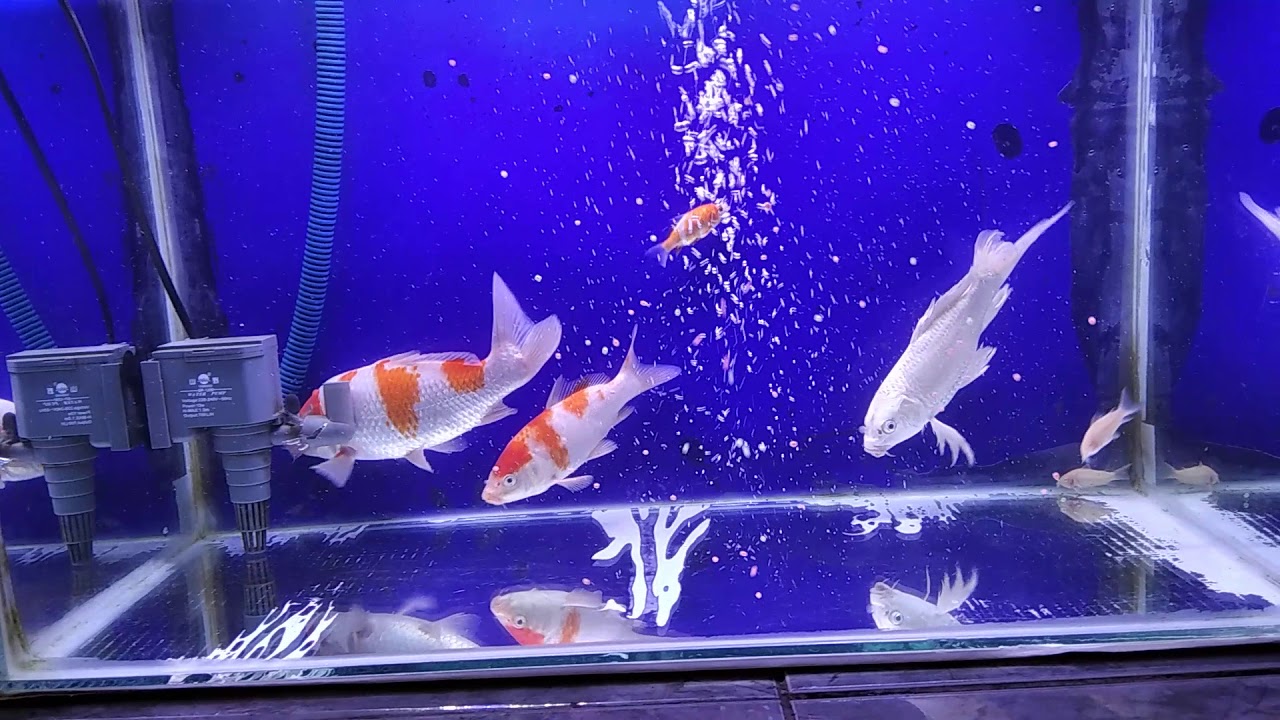 Koi aquarium - YouTube