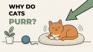 What Does Your Cat’s Purr Actually Mean?