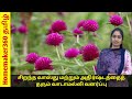 வாடாமல்லி செடி How to grow Gomphrena plant from seeds அதிர்ஷ்டத்தை அள்ளித்தரும் வாஸ்து செடி