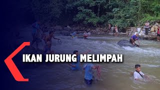 Warga Mandailing Natal Berburu Ikan Jurung Saat Pembukaan Lubuk Larangan