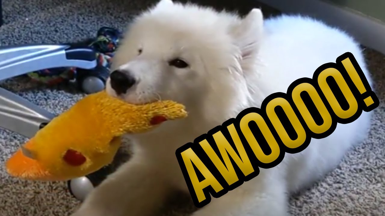 Samoyed Puppy Awoo and Howl for the First Time with Pizza Toy