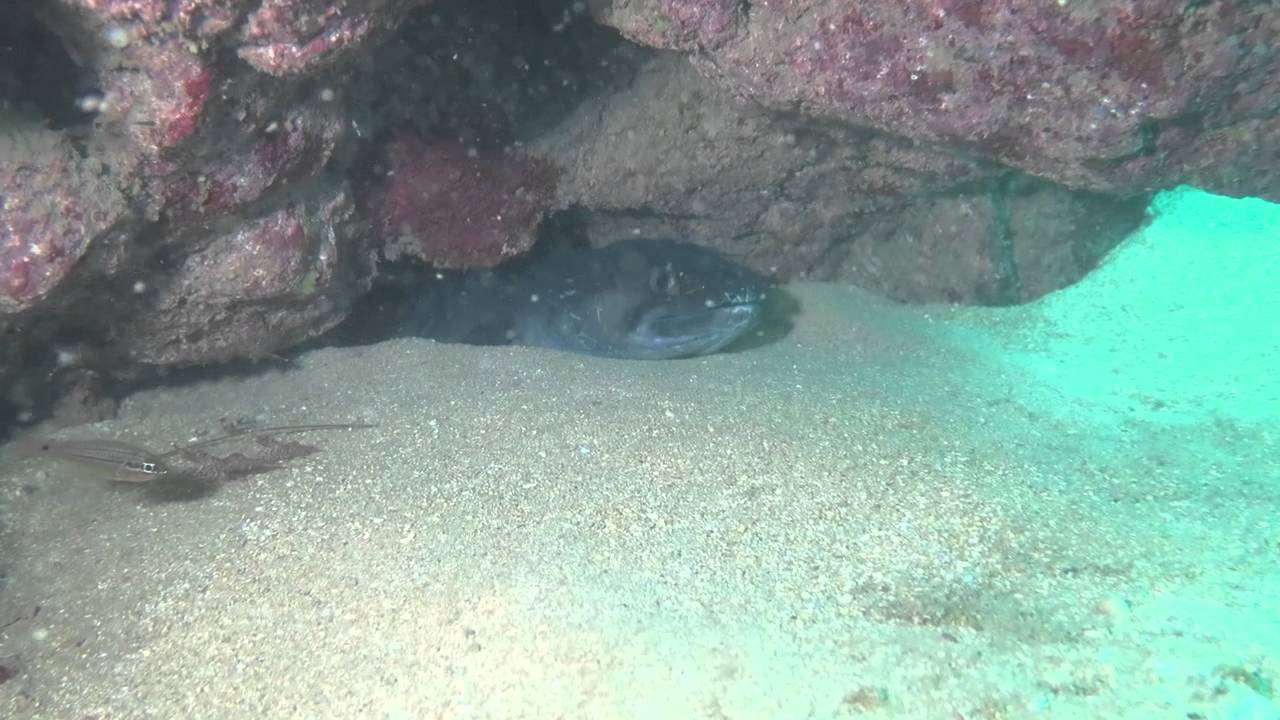 Tunnels Reef Dive, Kauai 7915 YouTube