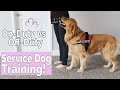 Service Dog Training Philosophy: How I Trained my Service Dog On-Duty vs Off-Duty Behaviors