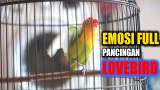 EMOSI FULL , pancingan lovebird emosi ngetik ngekek panjang