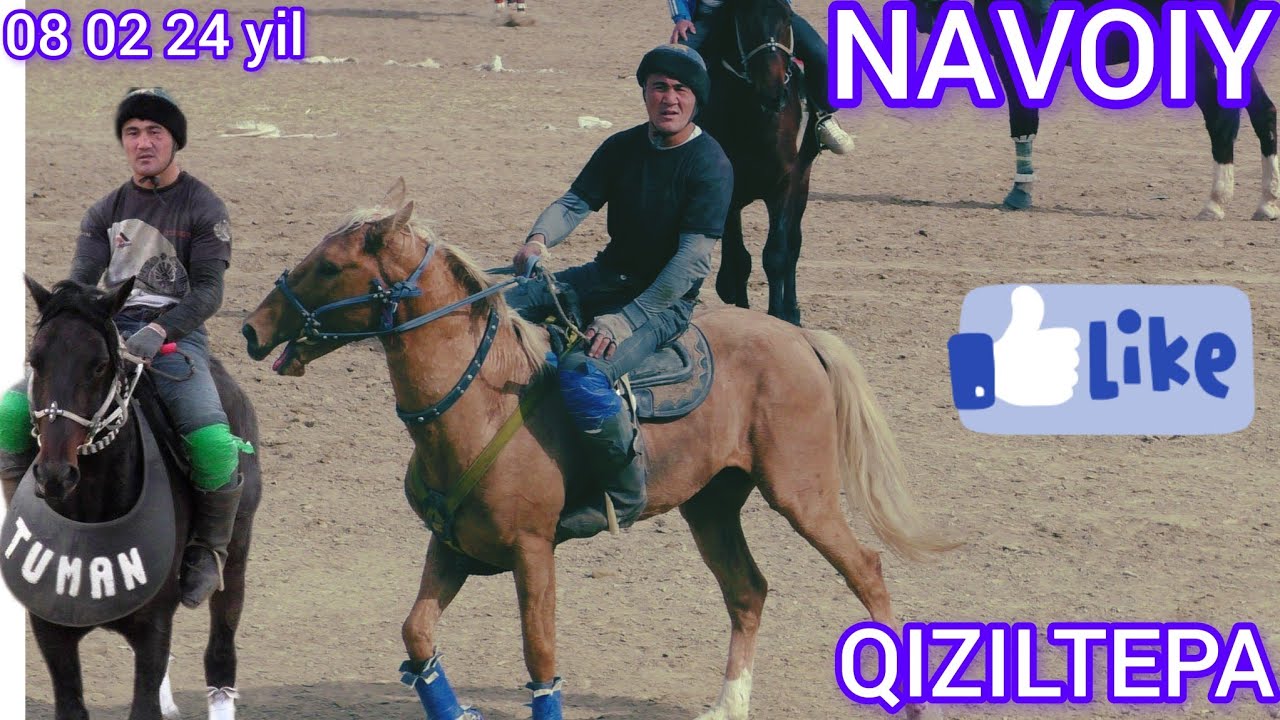 NAVOIY QIZILTEPA KATTA KÒPKARI FAQAR TUYA TOY DOLLIR CHOPILDI 08 02 24 YIL #lak