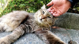可愛いキジ猫トリオがゴロンゴロンしながら競うように甘えてきた