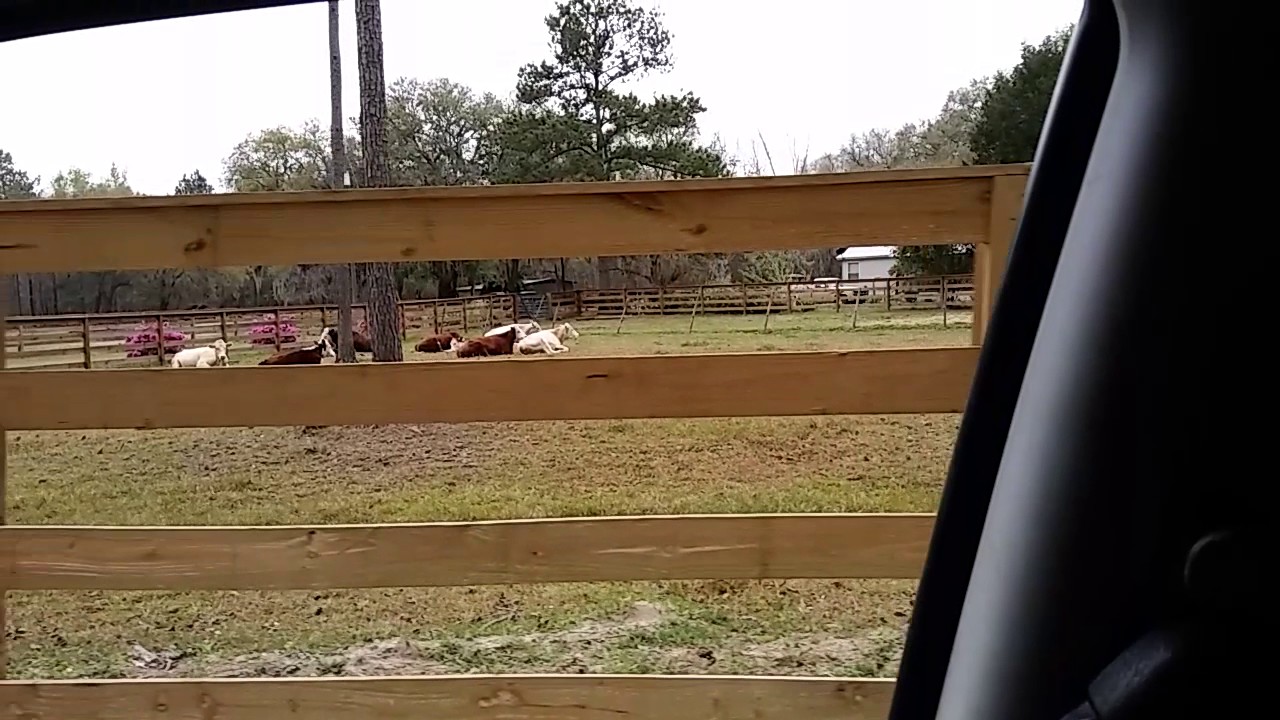 camera iphone 8 plus apk The neighbor's cows 3/12/17