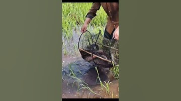 Bắt Cá Mùa Nước Nổi - Bẩy Dính Ổ Cá Trê Lai Khủng Ruộng #shorts #bắtCáTrêLaiKhủng