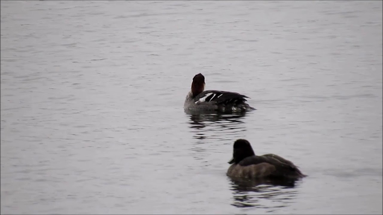 Smew - Hogganfield Loch, Glasgow