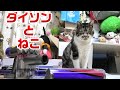 ダイソン（掃除機）と初めて出会った猫リキちゃんの反応はこちらですｗ☆【リキちゃんねる・猫動画】Cat video　きじしろねこのいる暮らし