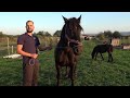Caii lui Flaviu de la Tinaud, Bihor - 2023 Nou!!!