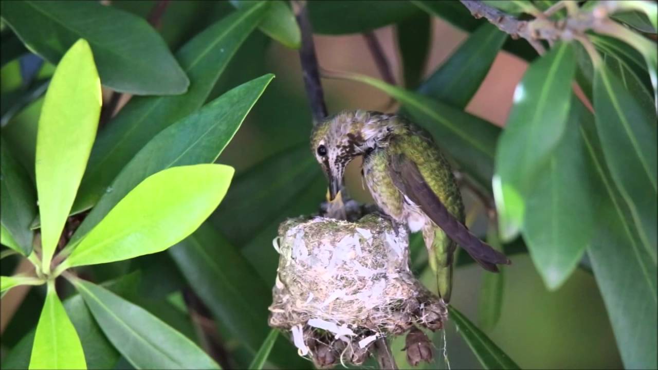 Buttercup, the hummingbird 2016 April 12 YouTube
