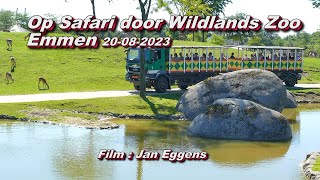 Op Safari door Wildlands Zoo Emmen 20 08 2023