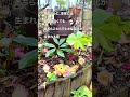 #shorts 森のように植物が生きる手作りの庭 #diy #手作りの庭#ナチュラルガーデン