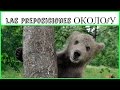 Preposiciones cerca de,  al lado de. Около/у.