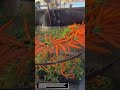 Satisfying Carrot Washing &amp; Sorting Machine in Action! 🥕🔥
