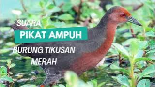 Suara pikat tikusan merah