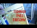 Как поднять пчелу в магазины? Пчеловождение в украинских ульях.