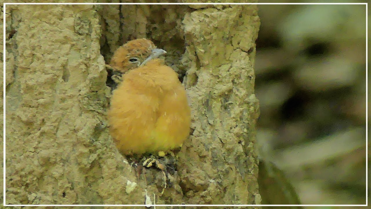 Orange-breasted Trogon Chick in Nest | Birding in Thailand 